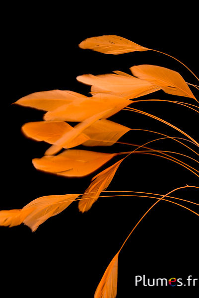 Coquetips - 13-18 cm - orange